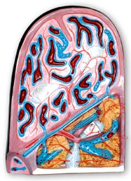 脾臟結(jié)構(gòu)模型